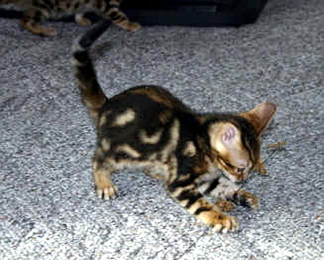 Trim 6_10_1 2004-09-14